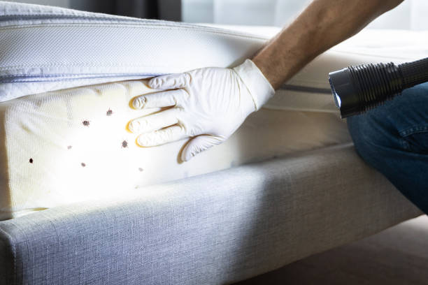 Best Local Pest Control Services  in Lone Tree, IA