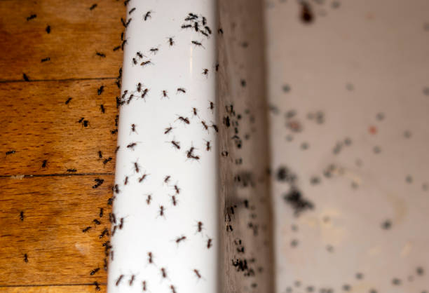 Best Best Pest Control Companies  in Lone Tree, IA