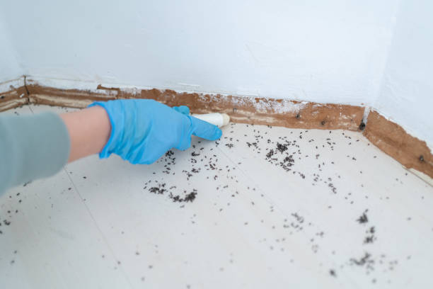 Best Flea Control Services  in Lone Tree, IA